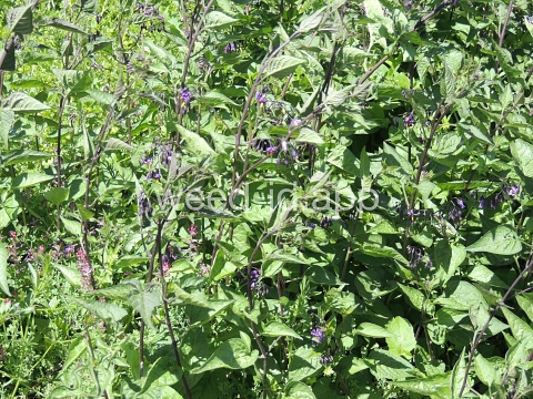 nightshade, bittersweet